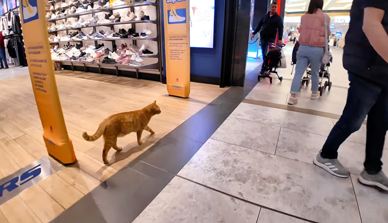 ショッピングモールをパトロールする猫