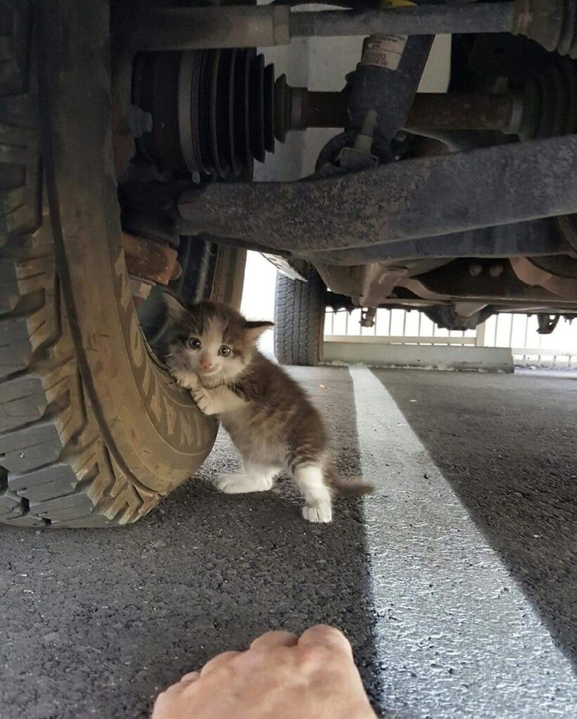 トラックの下の子猫