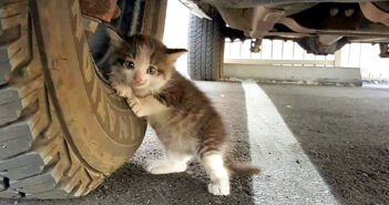 トラックにしがみついてきた子猫