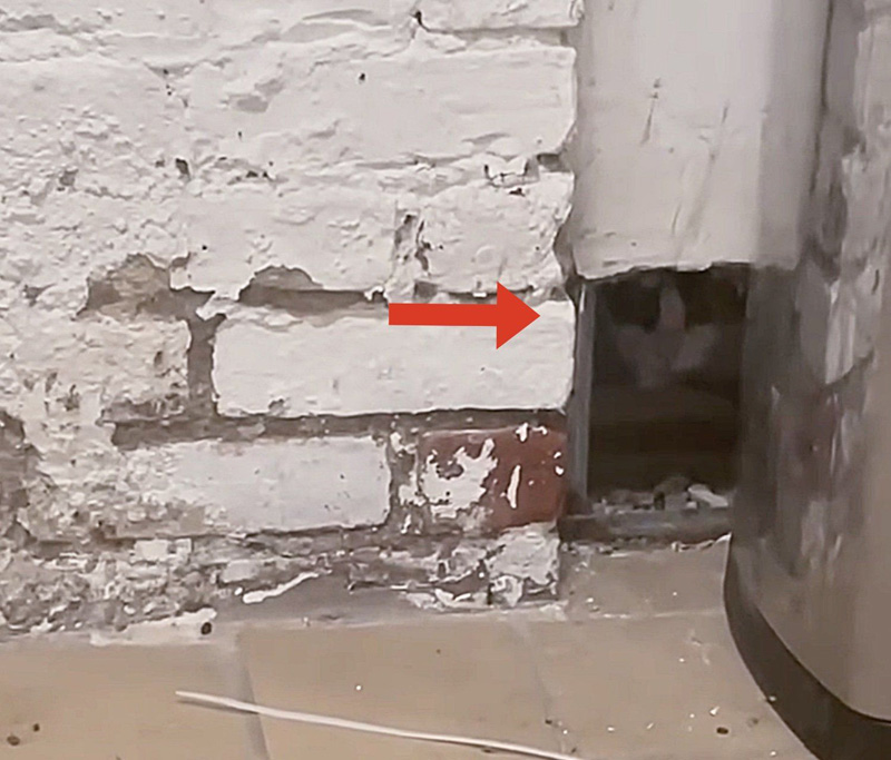 壁の穴の中にいる猫