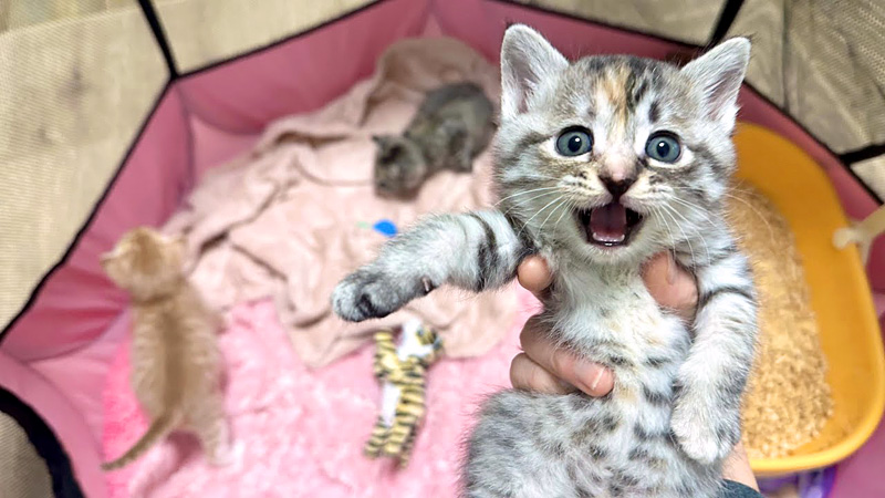 1週間ぶりに再会した子猫の兄妹