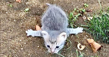 腕が開いた子猫