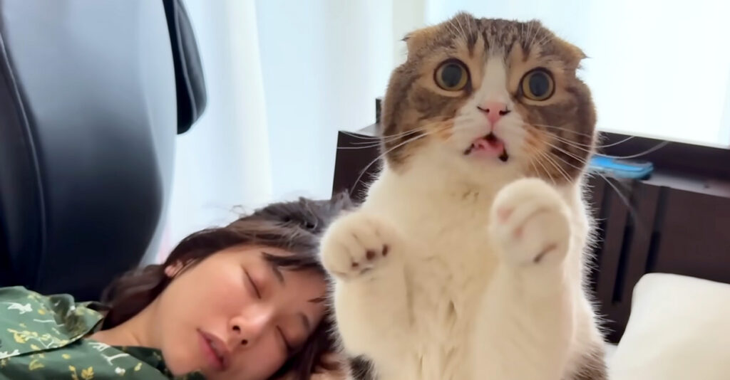 bakusuipanic_cat_title-