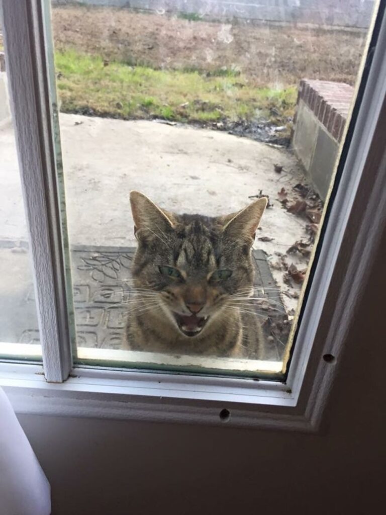 玄関先に現れた猫