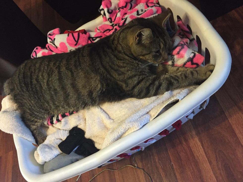 洗濯物の上で寝る猫