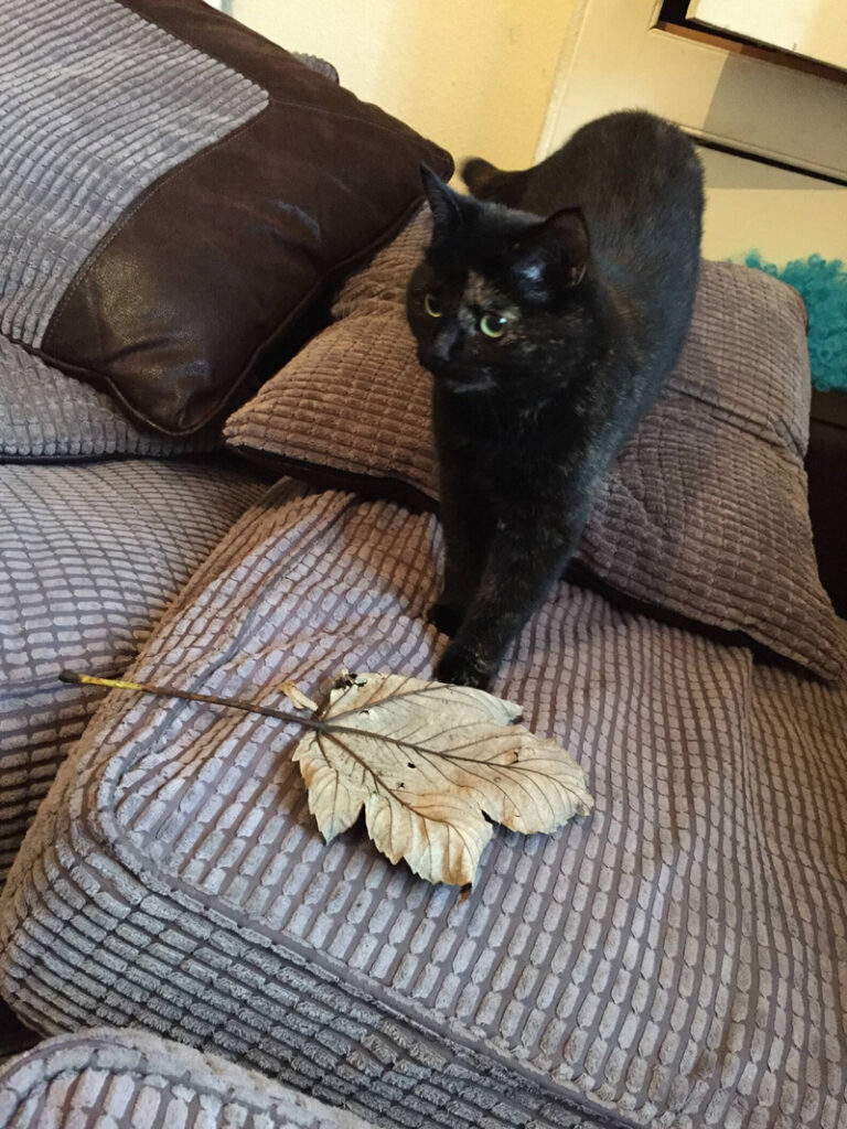 葉っぱを持ってきた猫