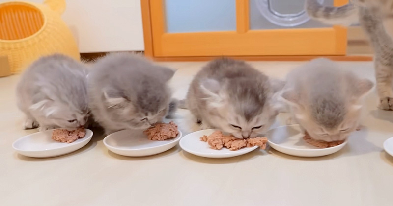 ご飯を勢いよく食べる子猫達