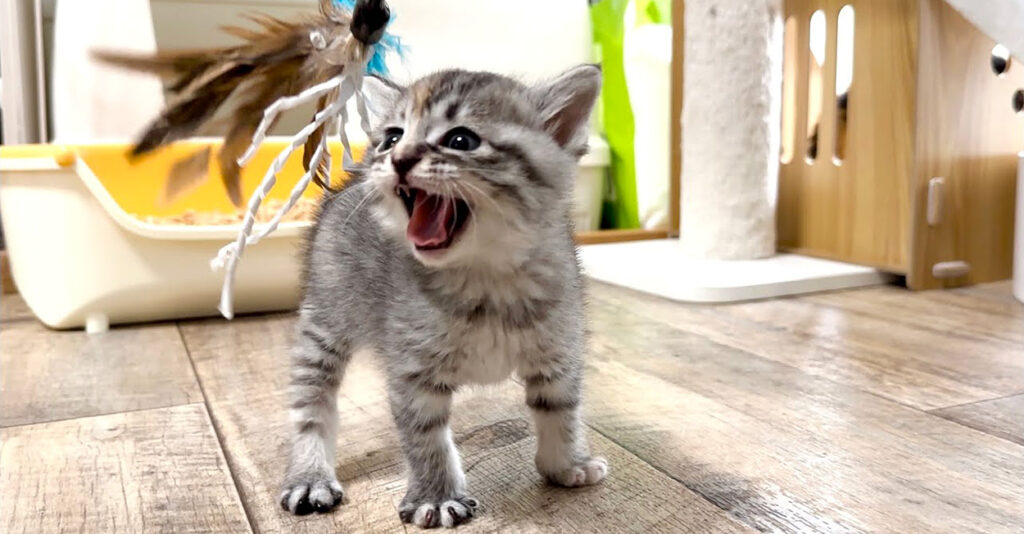 hajimetejarasi_cat_title-