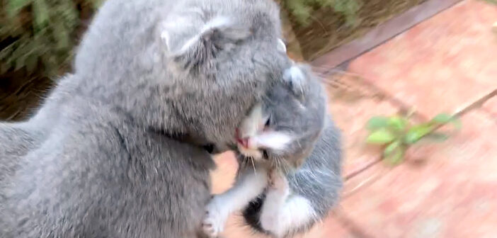 子猫を運ぶ母猫