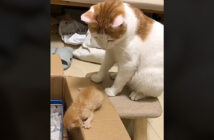 子猫を箱に入れる母猫
