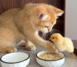 ヒヨコに食事のマナーを教える子猫