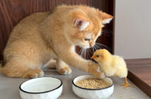 ヒヨコに食事のマナーを教える子猫