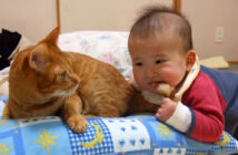 赤ちゃんにシッポを噛まれた猫