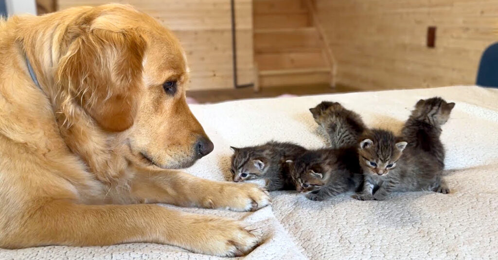kittensgolden_cat_title-