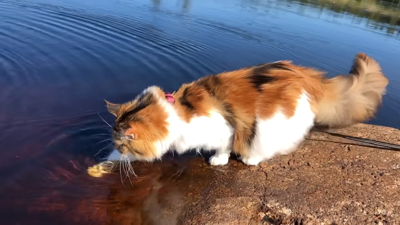 水の中に入っていく猫