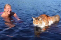 水の中を歩く猫