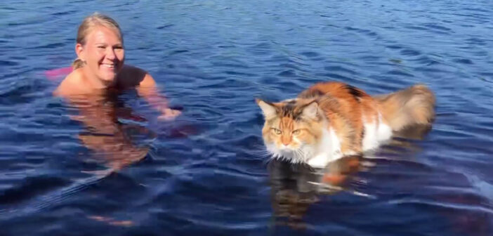 水の中を歩く猫