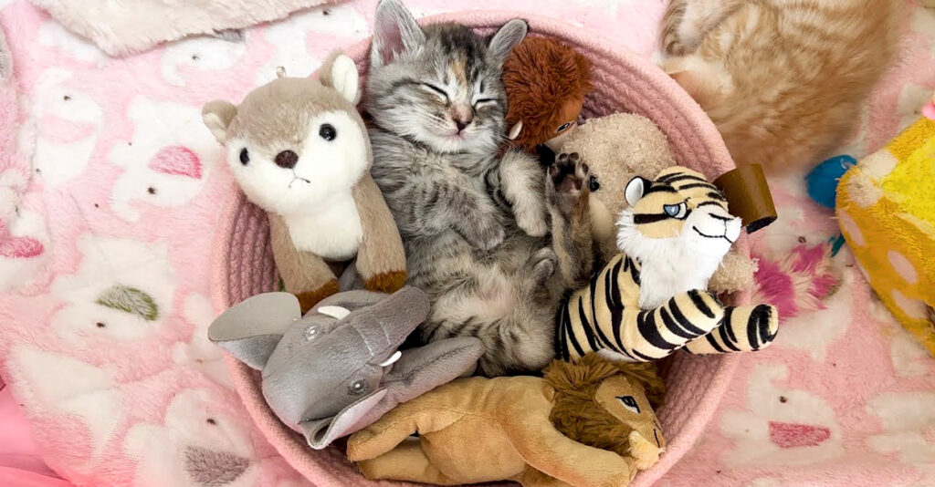 ピンクおもちゃ こまページ Amazon.com: KUAFU Cabrio Convertible Soft Top Roof