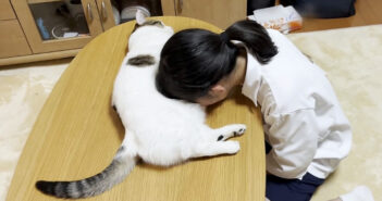 お腹を自由に使わせてあげる猫