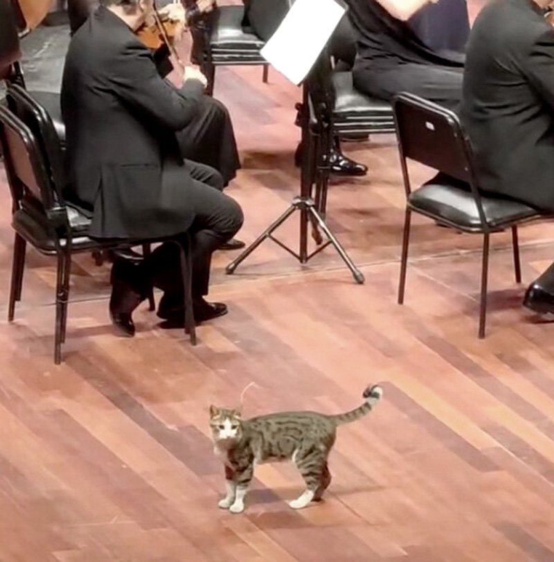 オーケストラに参加する猫