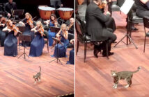 オーケストラに参加する猫
