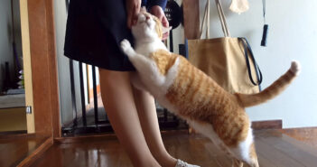 寂しかったアピールする猫