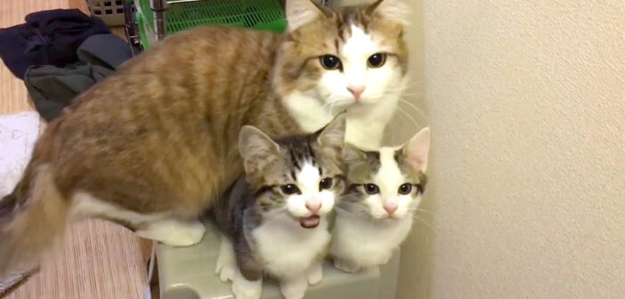 洗面台が気になる猫達