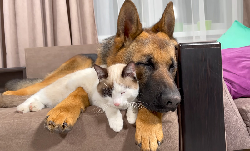 仲良くなった犬と猫
