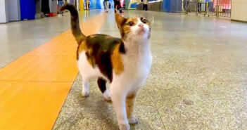 地下鉄の駅の構内を歩く猫