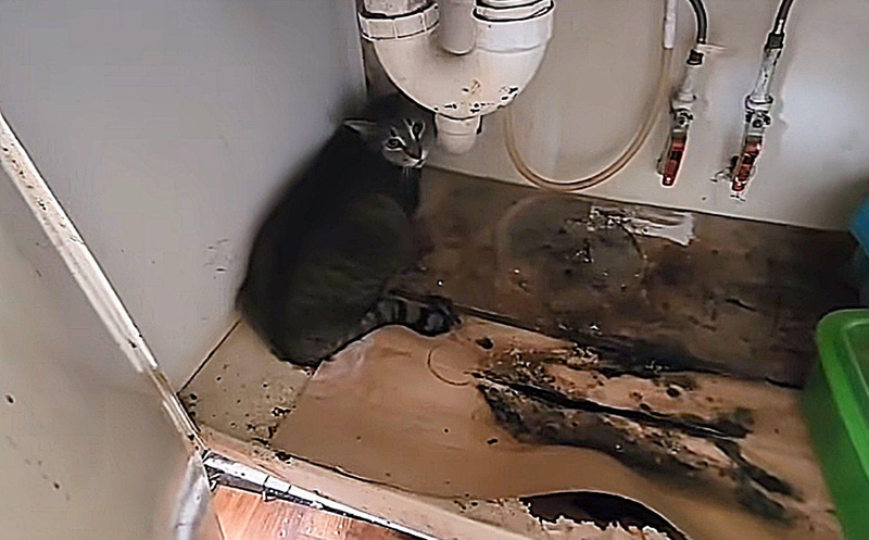 洗面台に隠れていた猫