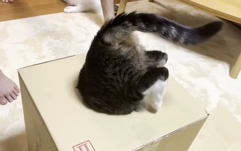 ダンボール箱に入る猫