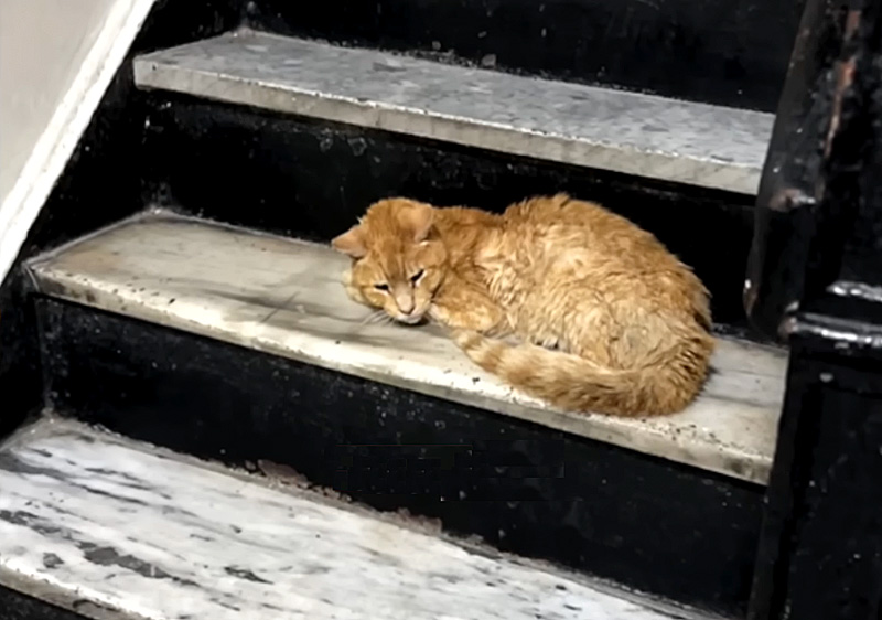 アパートの階段にいた猫