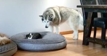 猫にベッドを取られた犬