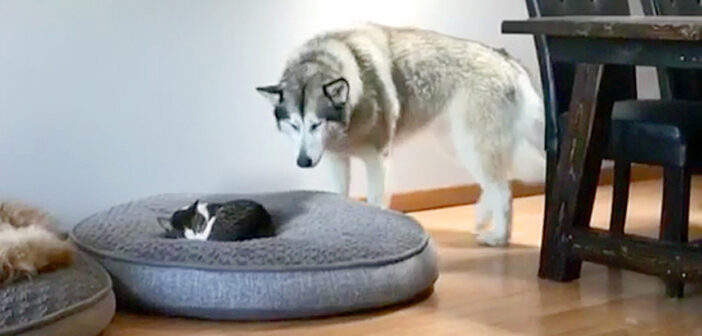 猫にベッドを取られた犬
