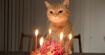 誕生日ケーキと猫
