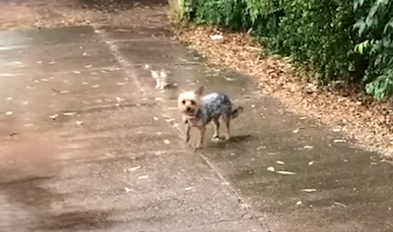 子猫と犬