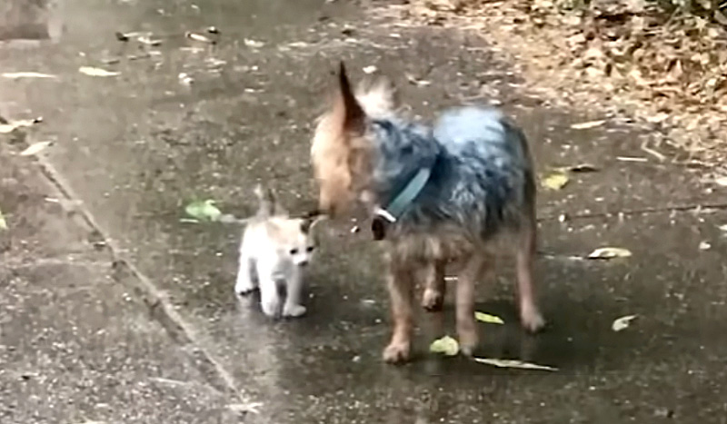 子猫を連れて帰る犬