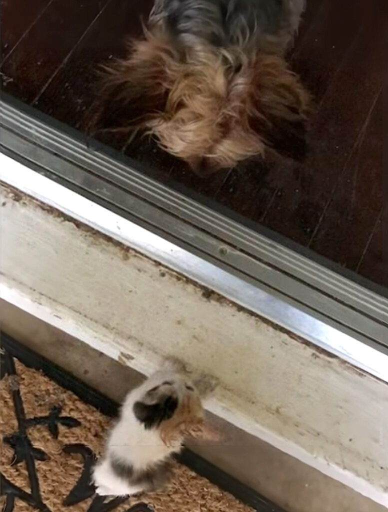 子猫と犬