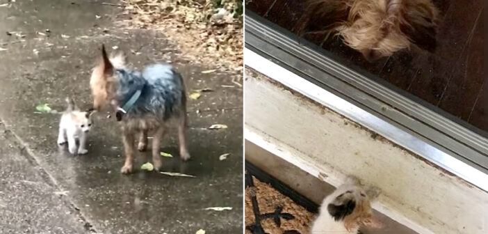 子猫を保護した犬