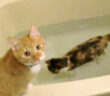 お風呂を楽しむ猫