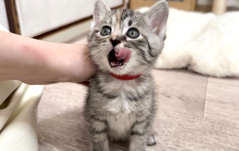 ごちそうさまを言いに来た子猫