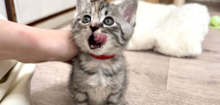 ごちそうさまの報告に来た子猫