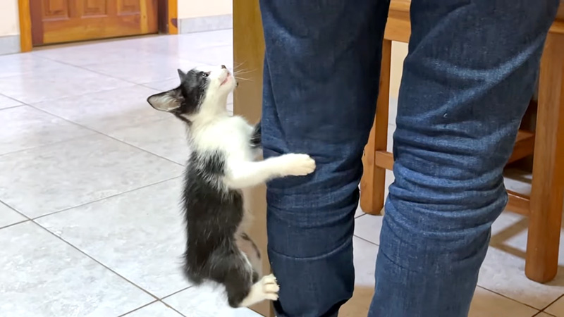 ご飯が食べたい子猫