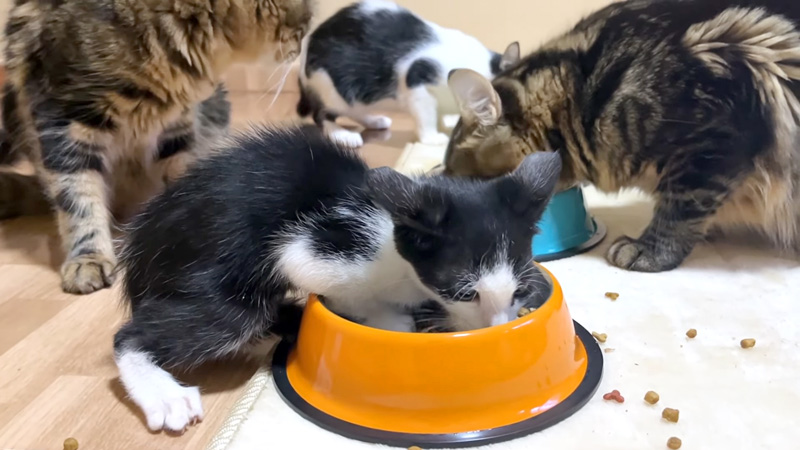 ご飯を食べる子猫