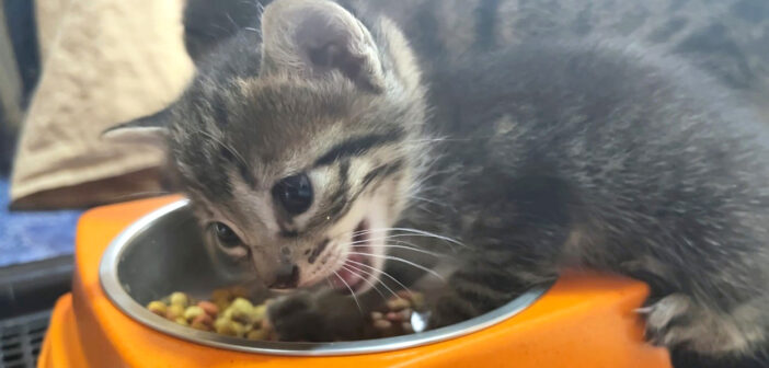 ご飯を食べる子猫