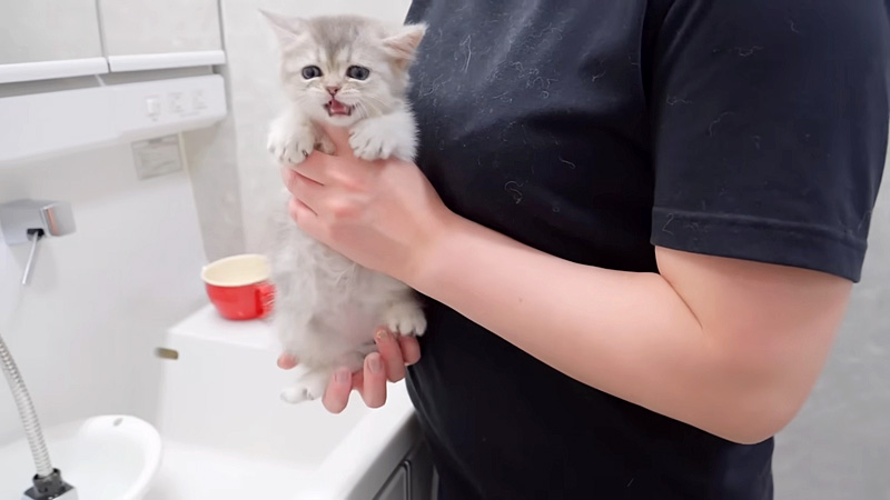 洗われる前の子猫