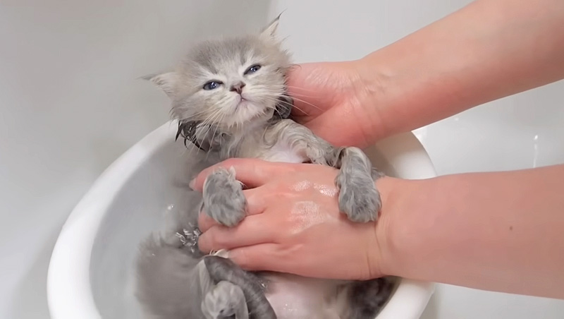 湯船に浸かる子猫