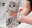 初めてお風呂に入る子猫