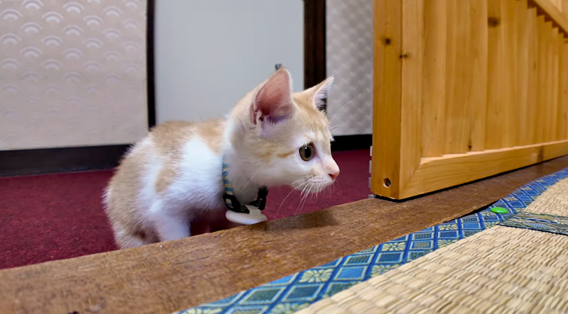 旅館の部屋に遊びに来た子猫