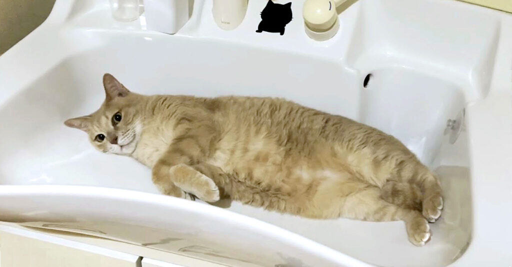 ひんやり冷たい洗面ボウルでお兄ちゃんの帰りを待っていた猫さん。帰宅